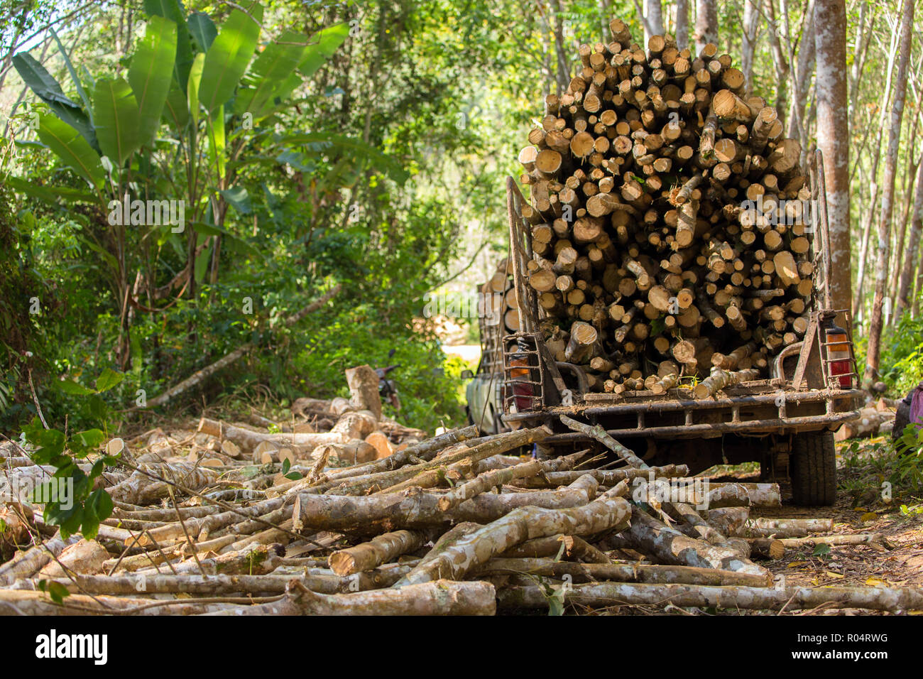 Gummibaum Forstwirtschaft, schneiden den Baum für die industrielle Nutzung im Süden von Thailand. Stockfoto