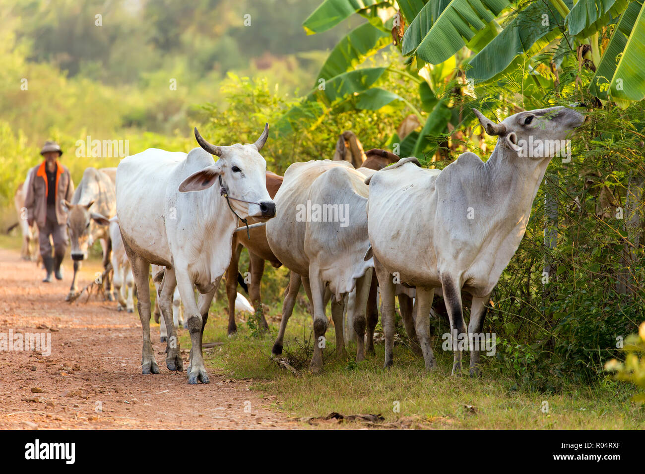 Eine Thailändische Bauern treibt seine Kuhherde zu Hause vor der Dämmerung, Kanchanaburi, Thailand Stockfoto