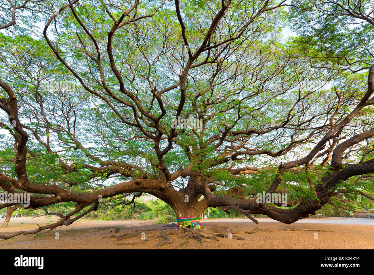 Riesige Albizia Saman Baum in der Provinz Kanchanaburi, Thailand Stockfoto