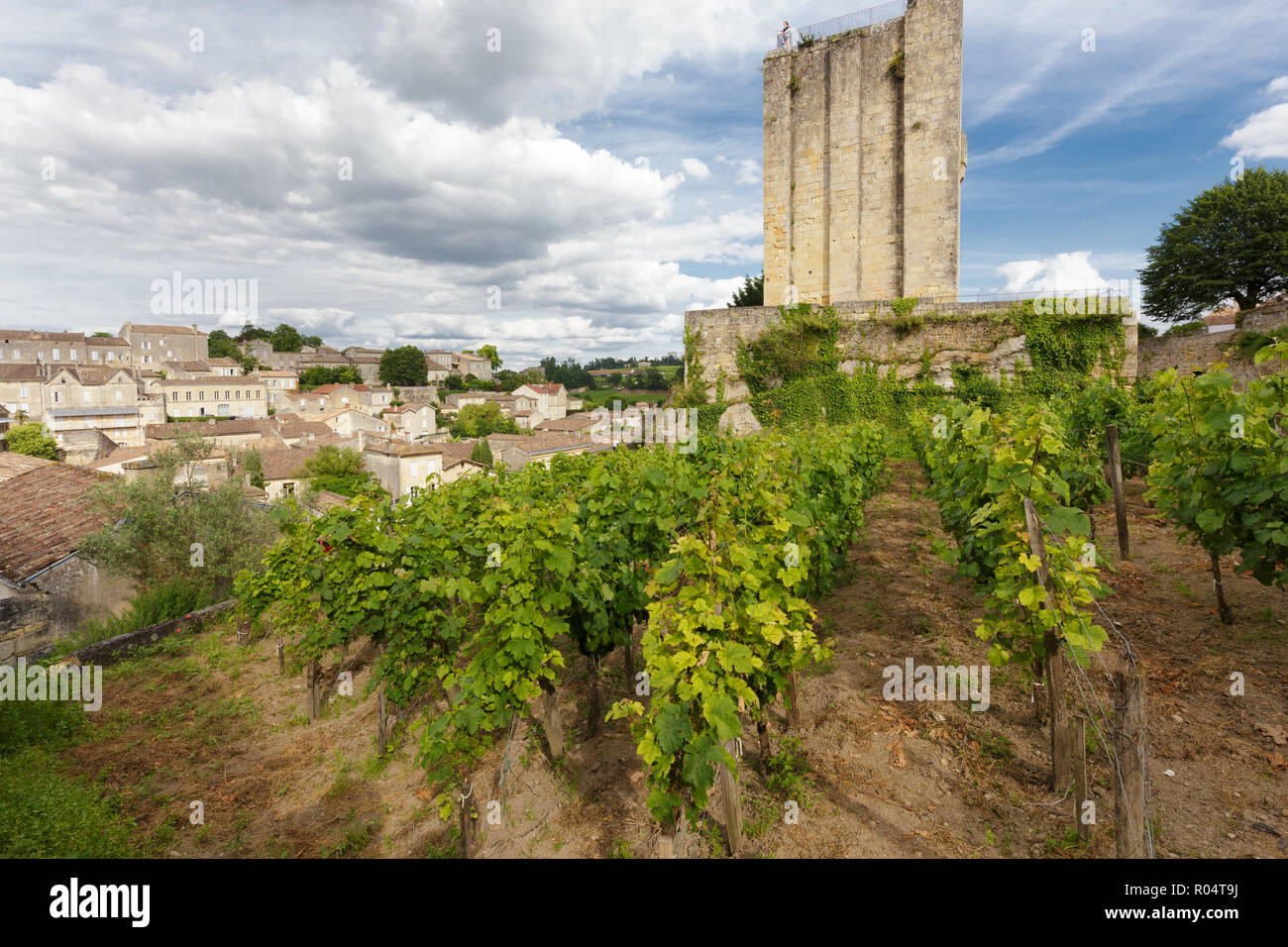 Weinberg in der Saint Emilion Dorf in der Nähe einer alten mittelalterlichen Turm, Frankreich Stockfoto