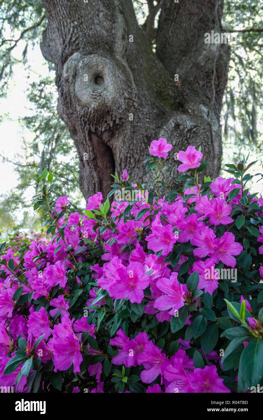 Blühende Azaleen um einen massiven alten Live Oak Tree in den Frühling wächst. Stockfoto