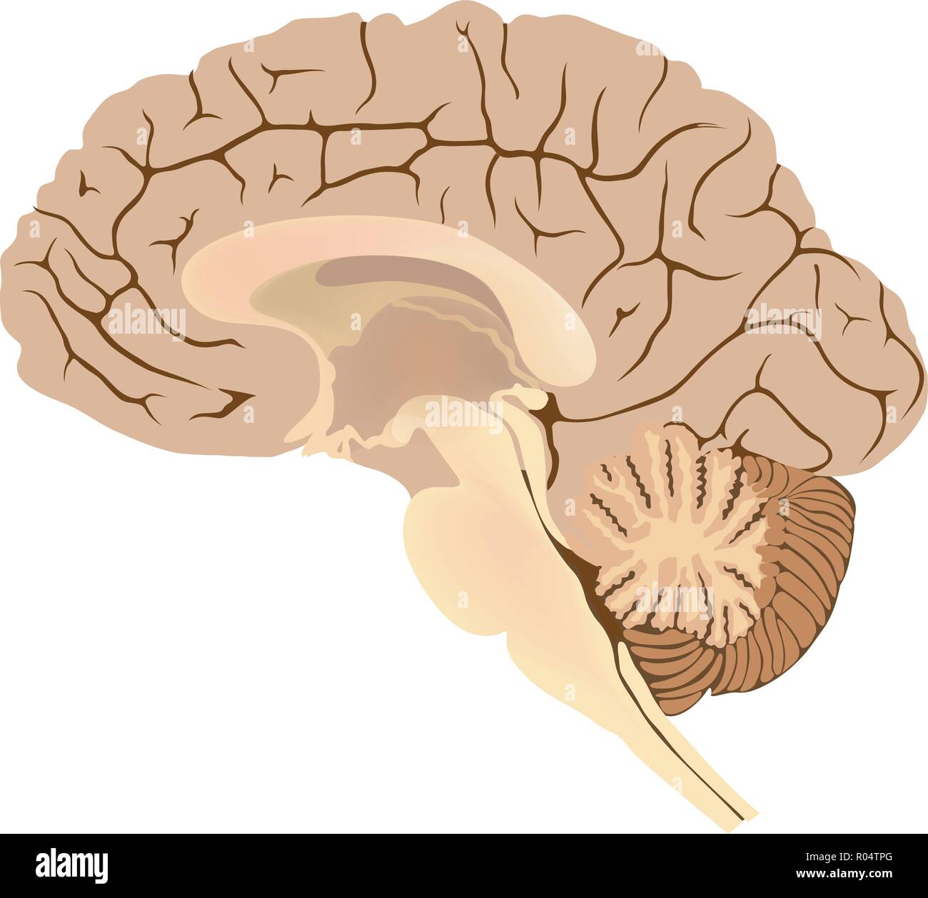 Menschliche Gehirn. Grafische Darstellung der Anatomie Körper teil. Stock Vektor
