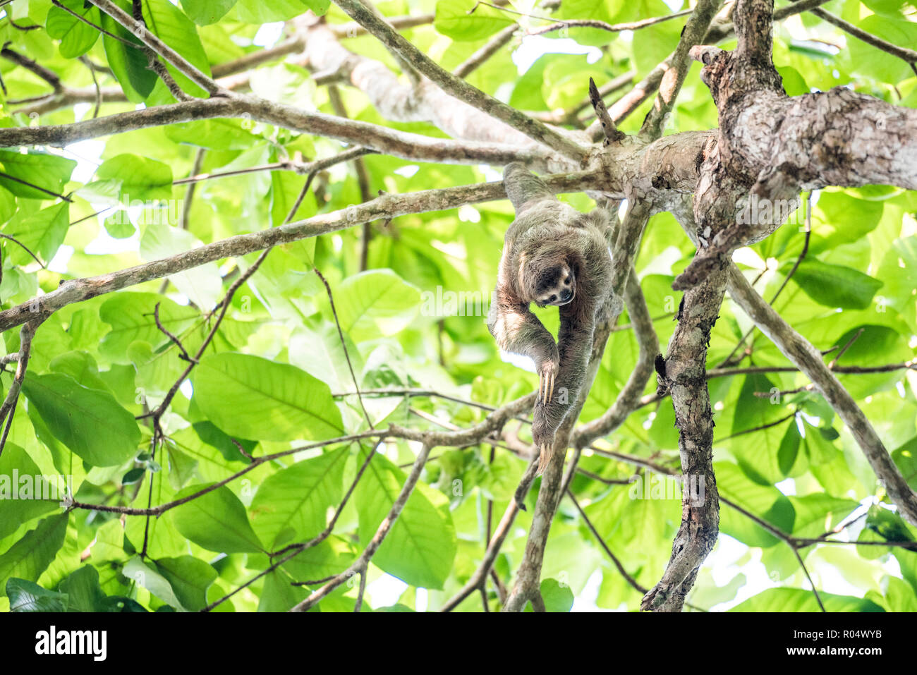 Braun Throated drei Toed Sloth, Playa Biesanz Strand, Manuel Antonio, Costa Rica, Mittelamerika Stockfoto