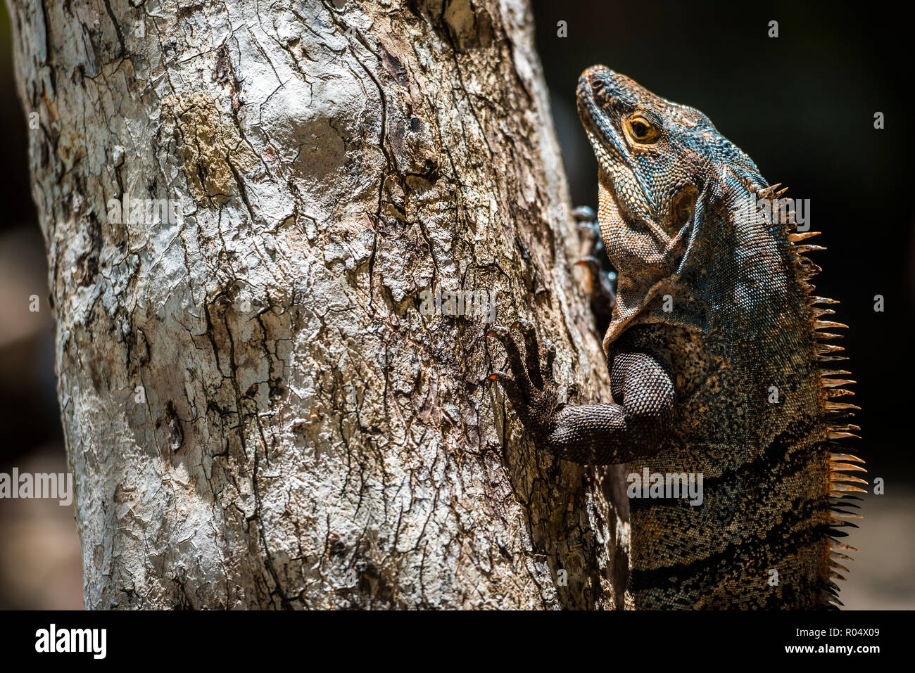 Schwarz stacheligen Tailed Iguana Lizard (Ctenosaura Imilis), Manuel Antonio National Park Beach, Pacific Coast, Costa Rica, Mittelamerika Stockfoto