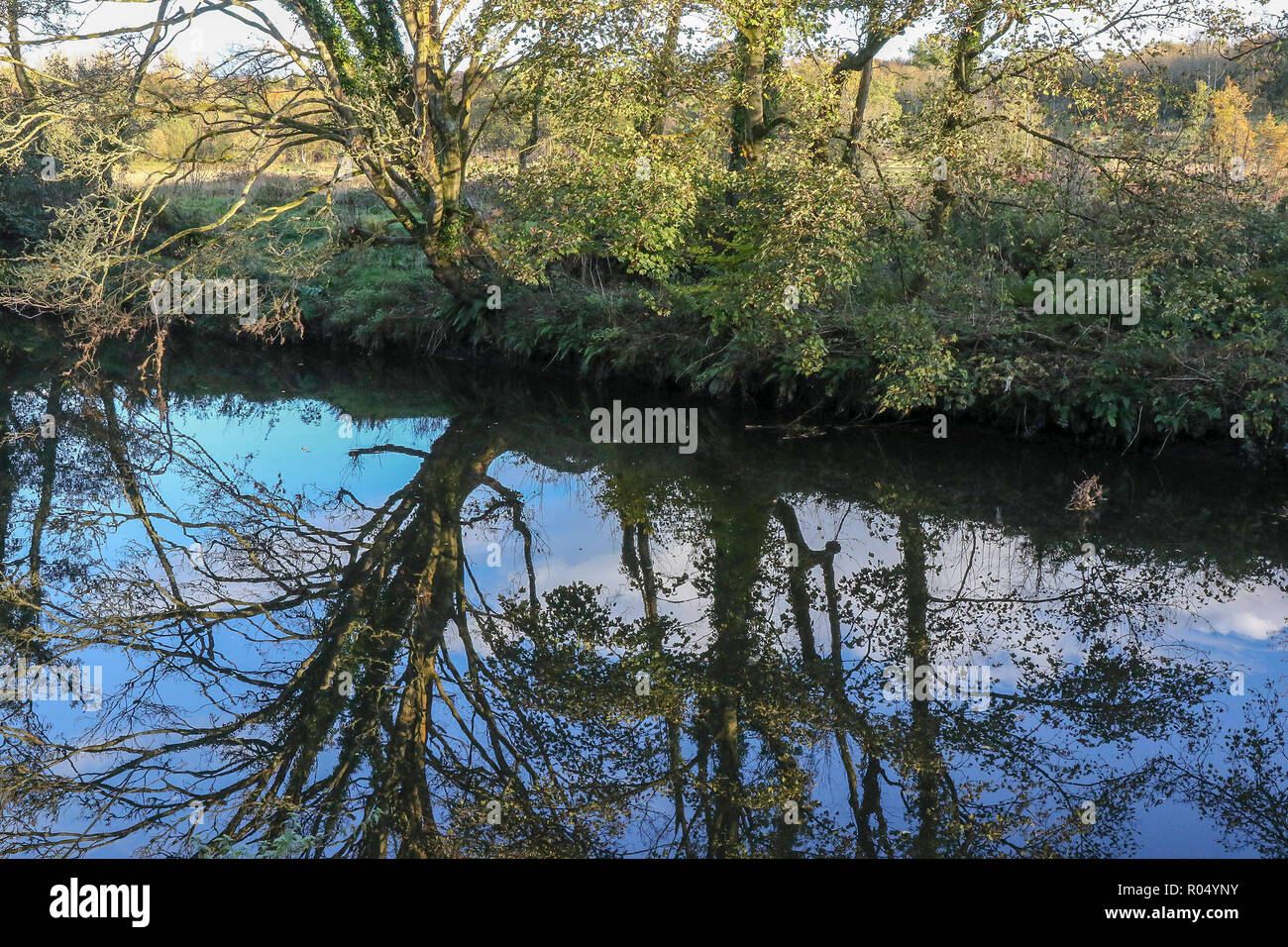 Lagan Leinpfad, Belfast, Nordirland. 01. November 2018. Uk Wetter - ein helles, aber kalten Tag sah Herbst Farben bei Ihren schönsten auf dem Leinpfad. Mit der Hälfte - es war ein Tag bis zu gewickelt werden. Quelle: David Hunter/Alamy Leben Nachrichten. Stockfoto