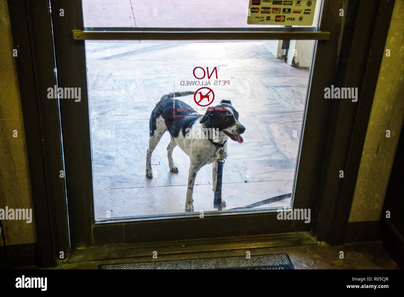 Miami Beach, Florida, US Post Office, Hund, Haustier, Schild, keine Haustiere erlaubt, warten, vor der Tür, treu, loyal, FL090122040 Stockfoto