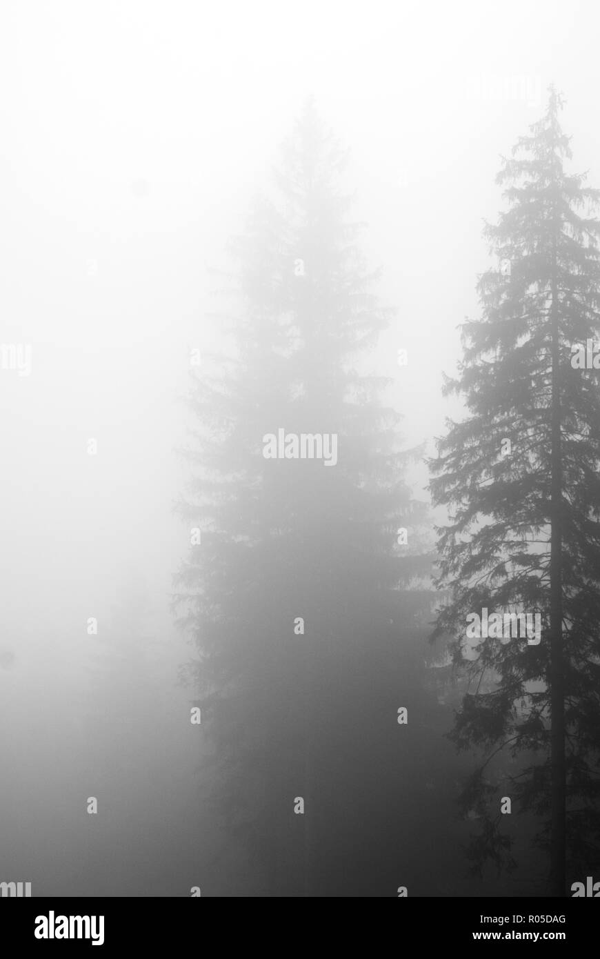 Vage Silhouetten zweier Fichtenbestände, Picea abies, verschwinden im Nebel Stockfoto