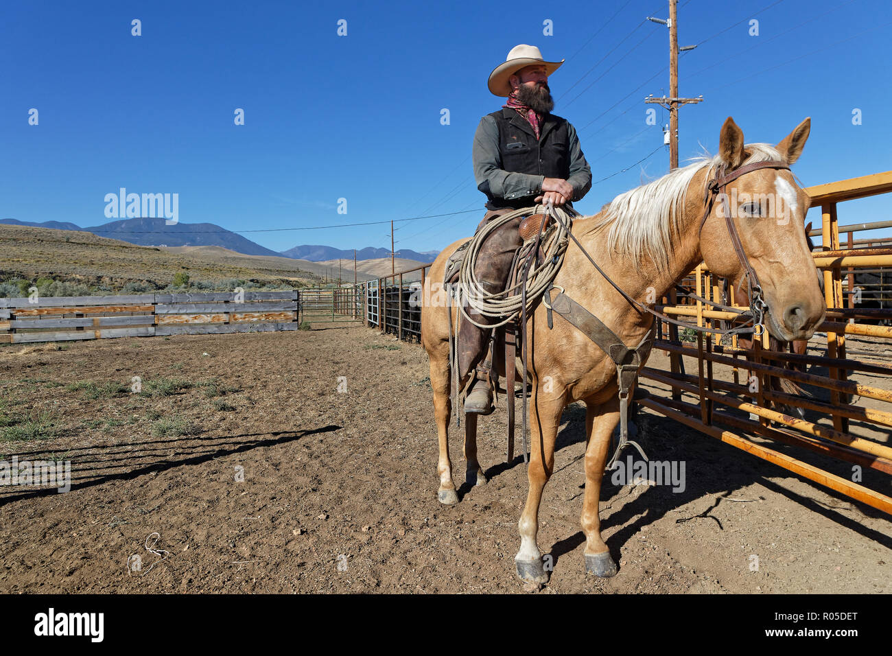 RED LODGE, Montana, 21. September 2018: Montiert cowboy rassemble Kuhherde großen Lkws zu laden, sie zu Nebraska für den Winter zu führen. Stockfoto