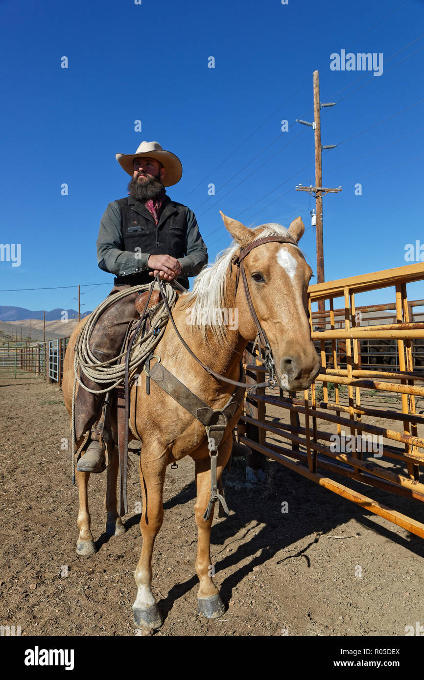 RED LODGE, Montana, 21. September 2018: Montiert cowboy rassemble Kuhherde großen Lkws zu laden, sie zu Nebraska für den Winter zu führen. Stockfoto