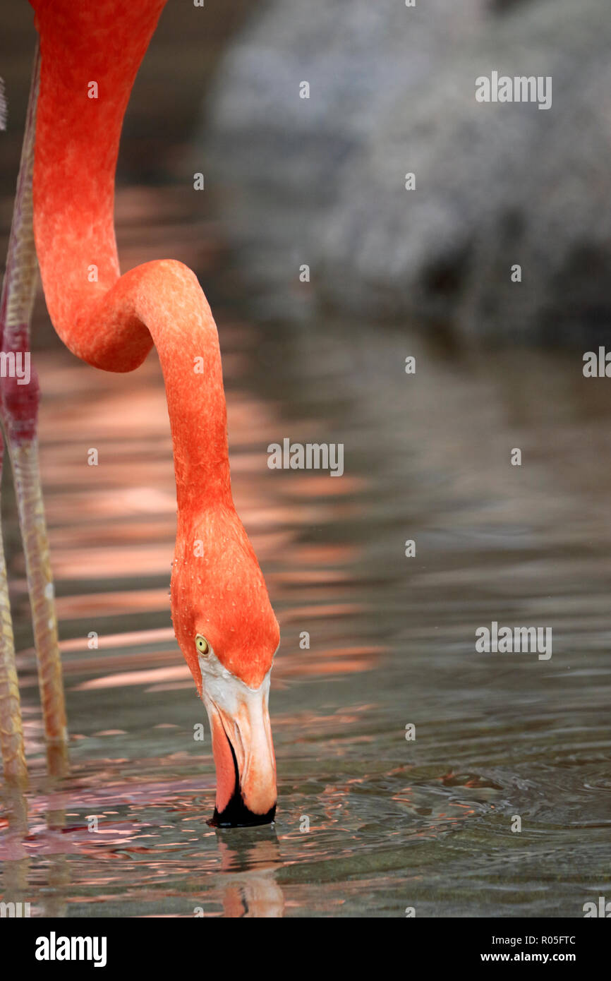 Amerikanische Flamingos, Phoenicopterus ruber Stockfoto