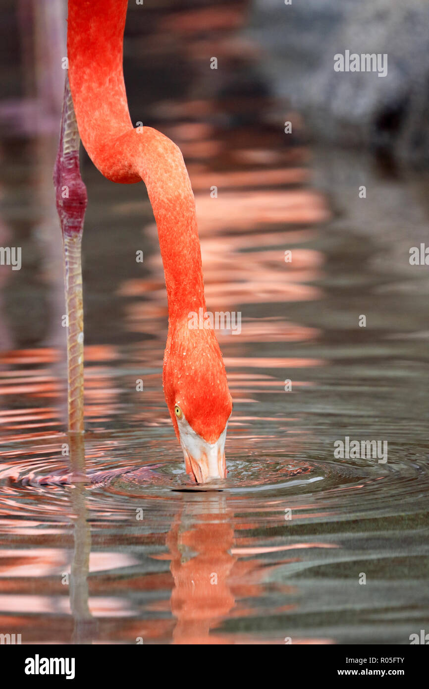 Amerikanische Flamingos, Phoenicopterus ruber Stockfoto