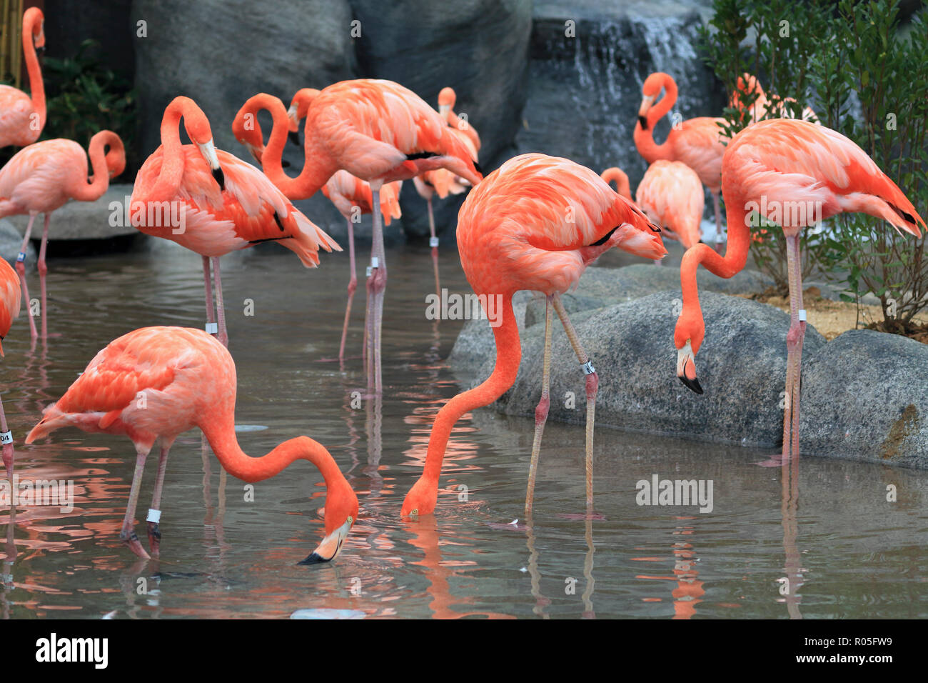 Amerikanische Flamingos, Phoenicopterus ruber Stockfoto