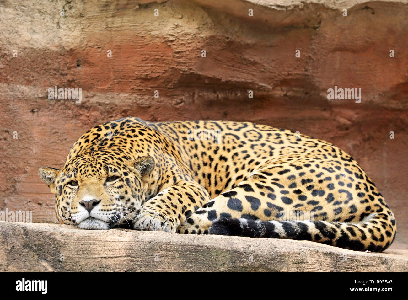 Jaguar, Panthera onca Stockfoto