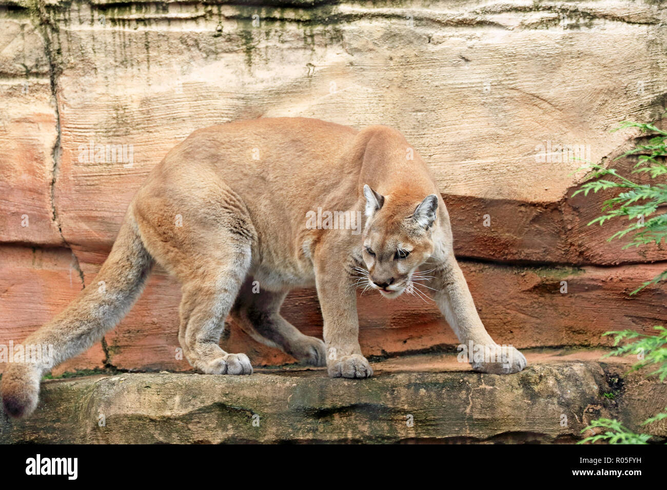 Mountain Lion, Puma concolor Stockfoto