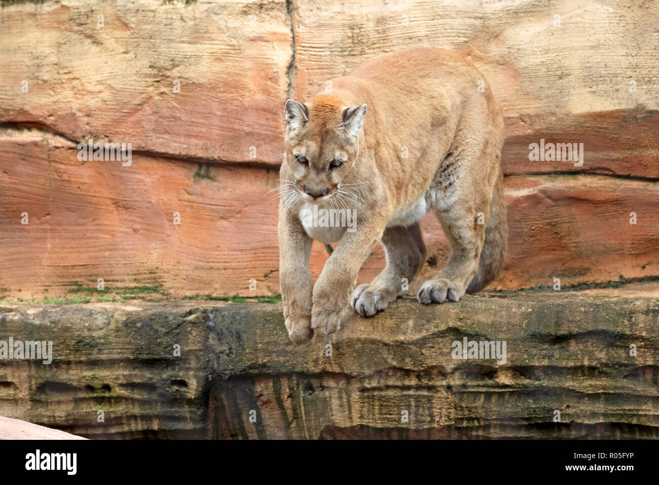 Mountain Lion, Puma concolor Stockfoto