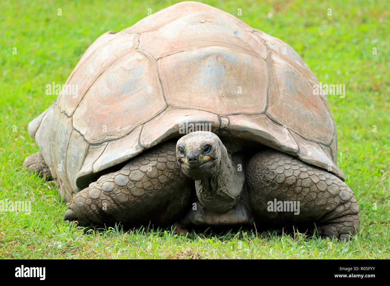 Aldabra Tortoise, Aldabrachelys gigantea Stockfoto