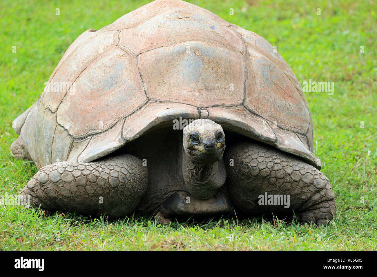 Aldabra Tortoise, Aldabrachelys gigantea Stockfoto