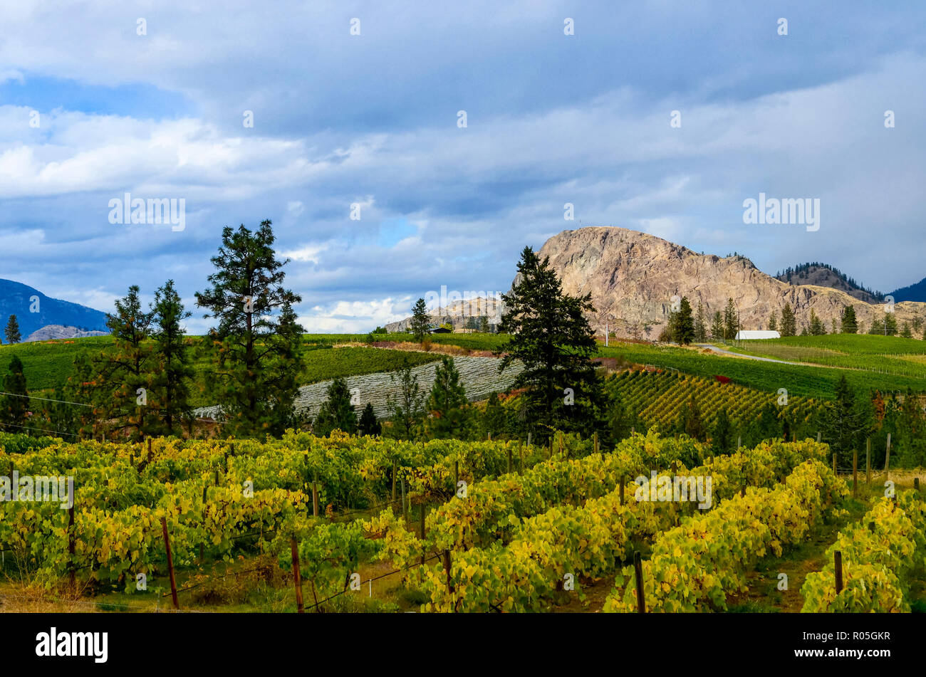 Weinberg, Okanagan Falls, British Columbia, Kanada Stockfoto