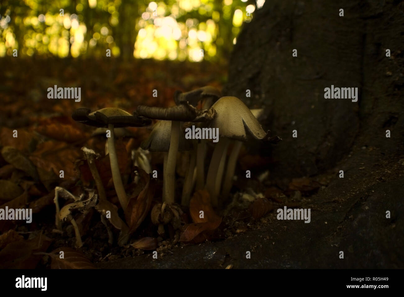 Wilde Pilze Stockfoto