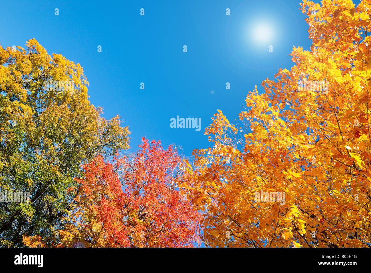 Golden, orange und rot Herbst Laub tree top Blätter gegen sonnig, blauer Himmel. Kopieren Sie Platz. Stockfoto