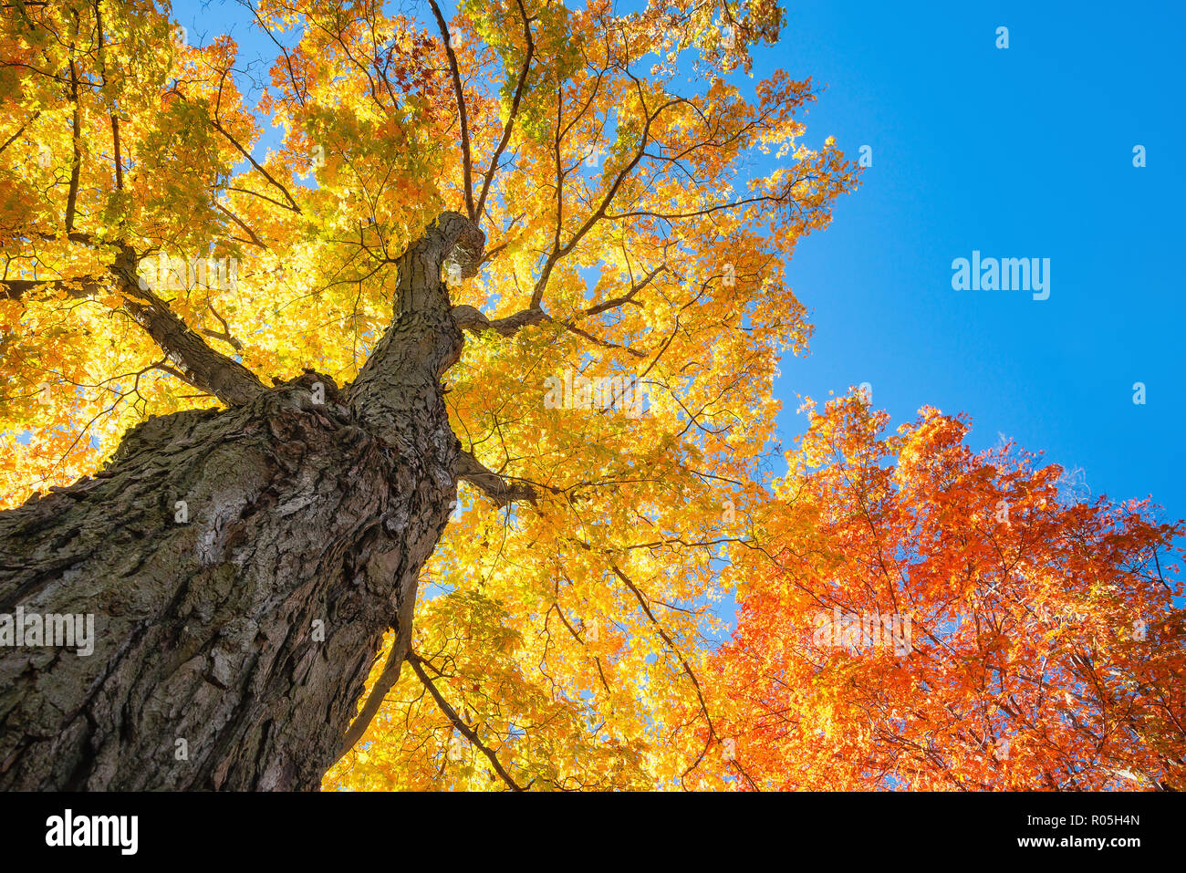 Blick nach oben eines großen Ahorn Bäume mit hellem Orange und goldgelben Herbstlaub Blätter gegen den blauen Himmel Stockfoto