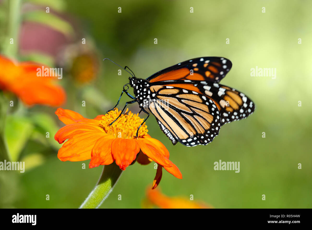 Monarchfalter (danaus Plexippus) Ernährung auf Mexikanische Sonnenblume Stockfoto