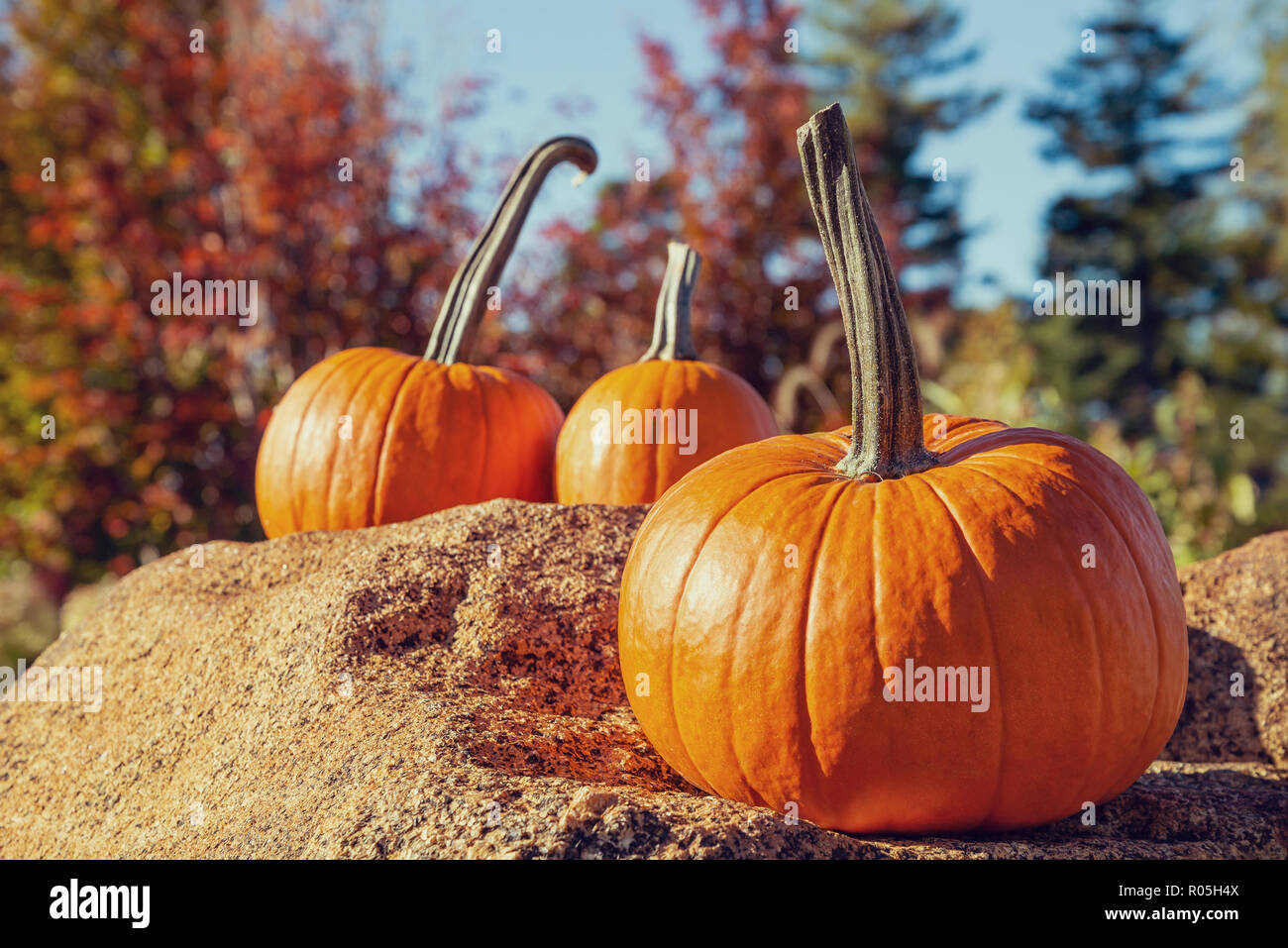 Drei Kürbisse auf einem Felsen auf der schönen, sonnigen Herbst Tag angezeigt. Buntes Herbstlaub Bäume im Hintergrund. Stockfoto