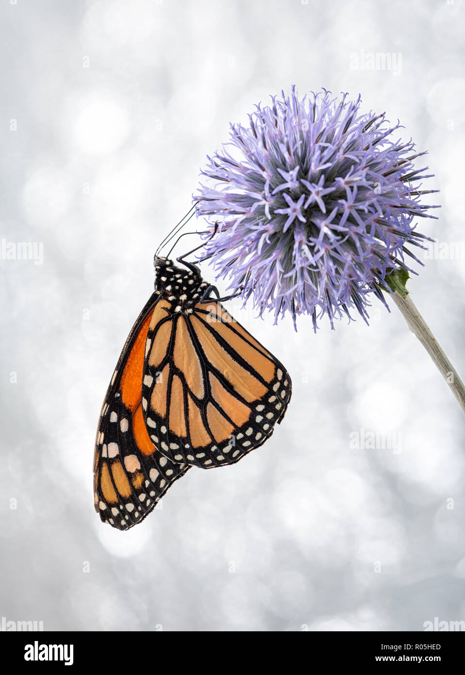 Monarchfalter Danaus Plexippus Fütterung auf Globus Thistle, Seitenansicht Stockfoto
