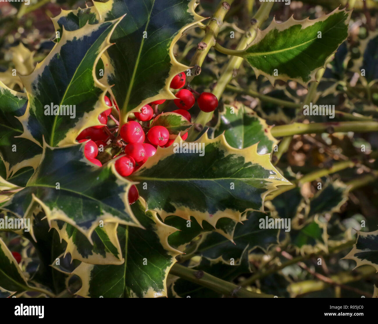 Bündel der Stechpalme Beeren eingebettet in Hinter holly Blätter im Herbst. Stockfoto