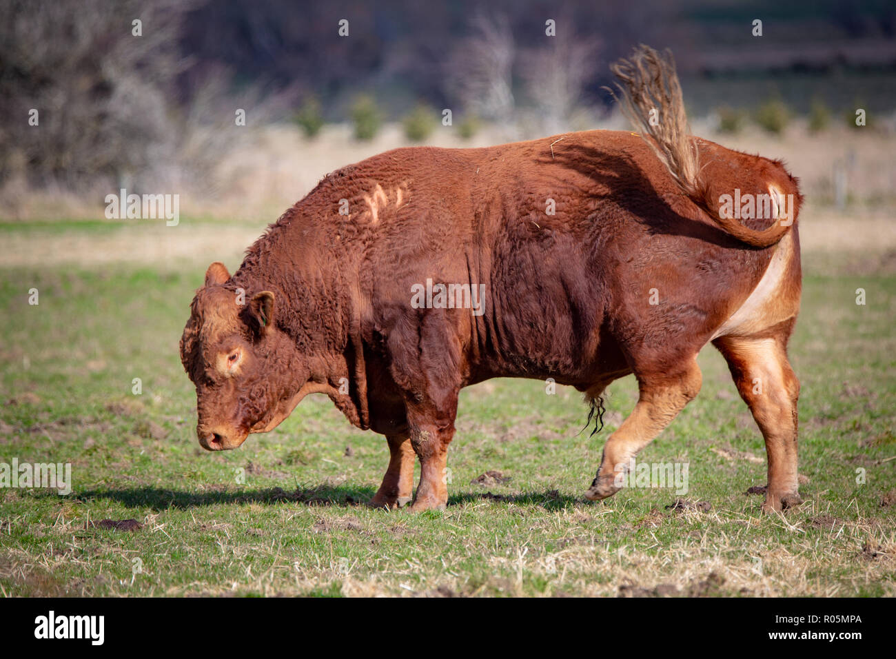 Eine rote Devon Stier in einem Feld genervt ist, flippen fliegt mit seinem Schwanz in Neuseeland Stockfoto