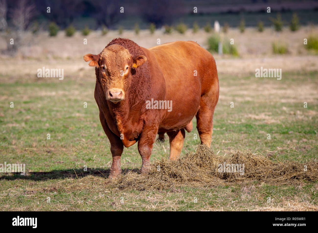 Eine rote Devon Stier in einem Feld mit Ergänzungsfuttermittel in Canterbury, Neuseeland Stockfoto