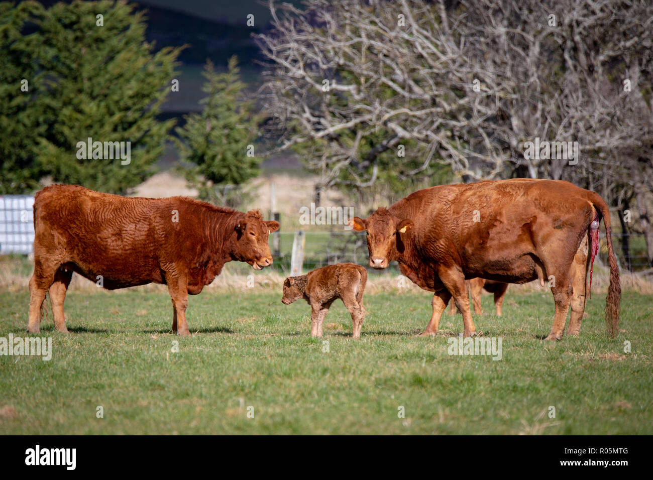 Eine rote Devon Kuh gibt Geburt eines Kalbes in einem Feld, während eine andere Kuh auf sieht Stockfoto
