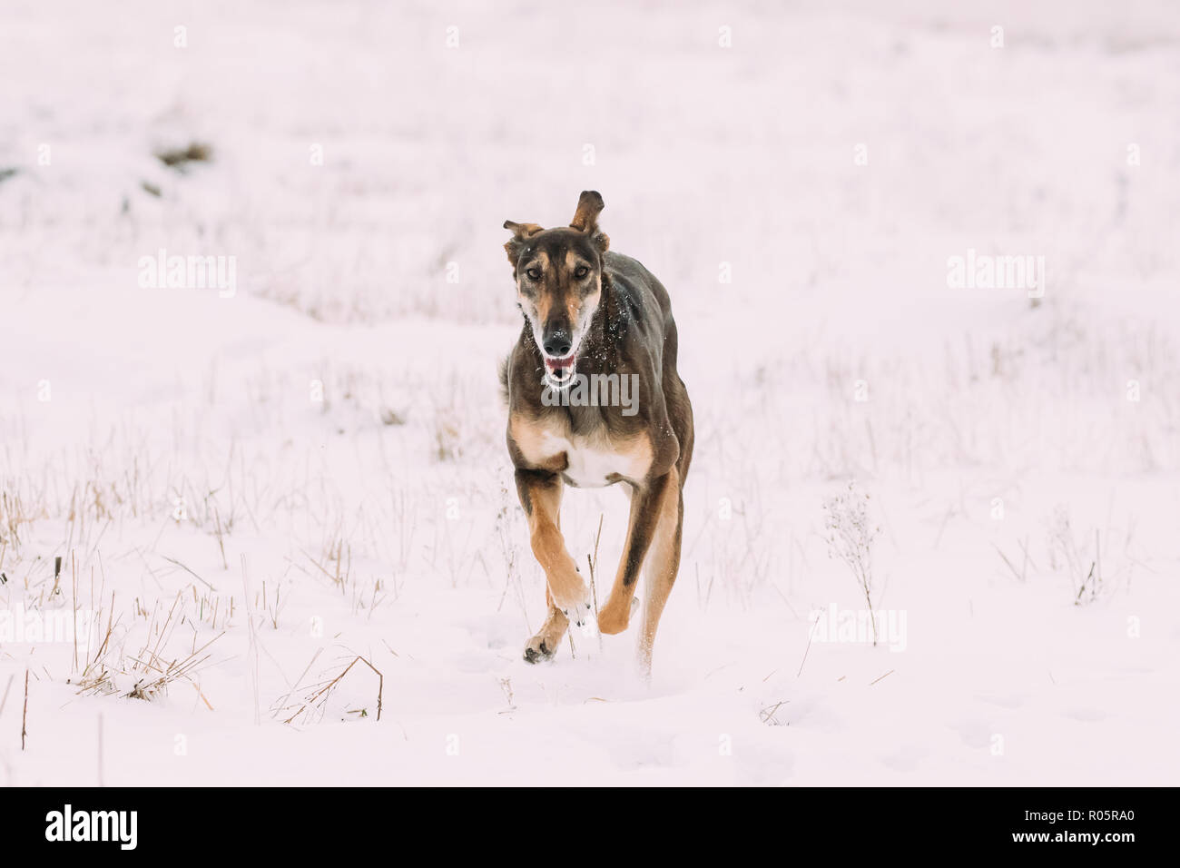 Jagd Windhund Hortaya Borzaya Hund während Hase - Jagd im Winter Tag In schneebedeckten Feld. Stockfoto