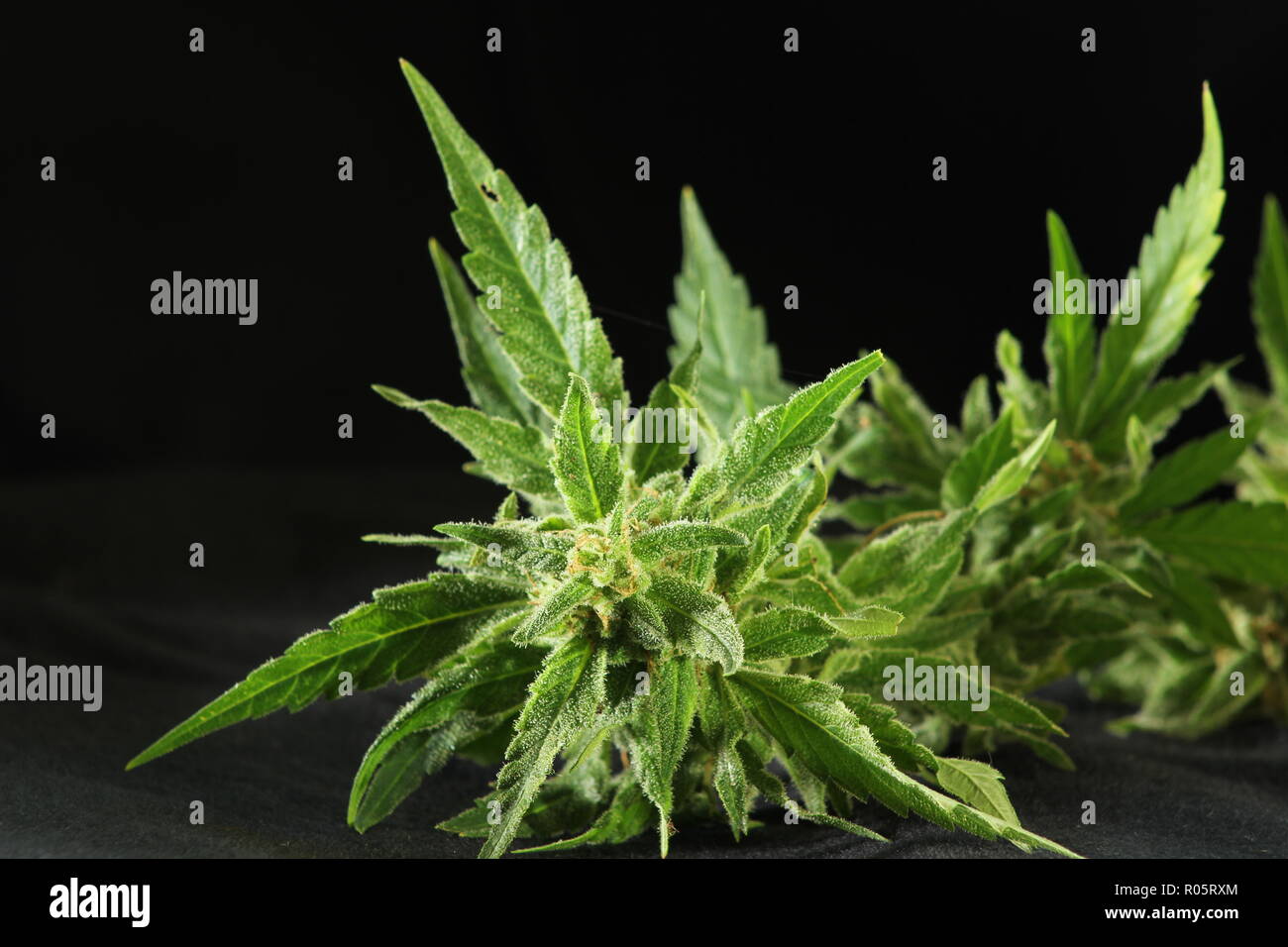 Nahaufnahme, Ansicht von oben in der Cannabispflanze, Knospen, auf schwarzem Hintergrund Stockfoto