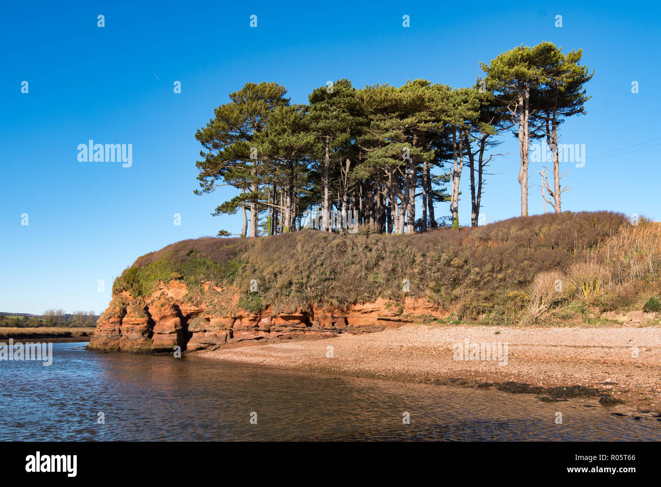 Der Stand von Föhren Bäume an der Mündung des Flusses Otter, Budleigh Salterton, Devon, Großbritannien. Stockfoto