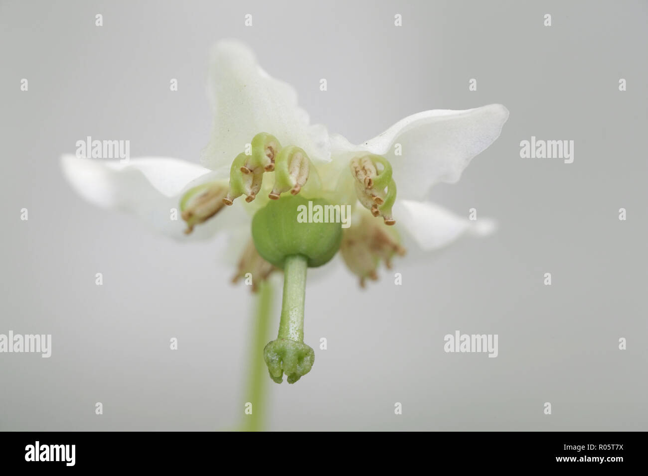 Moneses Uniflora, der einen blühenden Wintergreen, auch genannt das einzige Freude Stockfoto