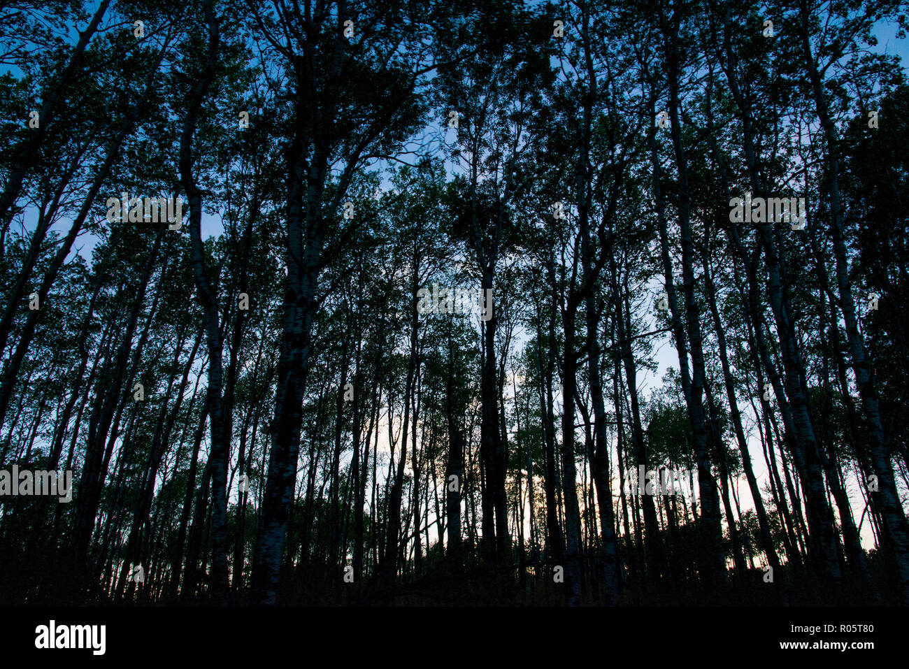 Sonnenuntergang im Wald der Riding Mountain National Park, Manitoba Stockfoto