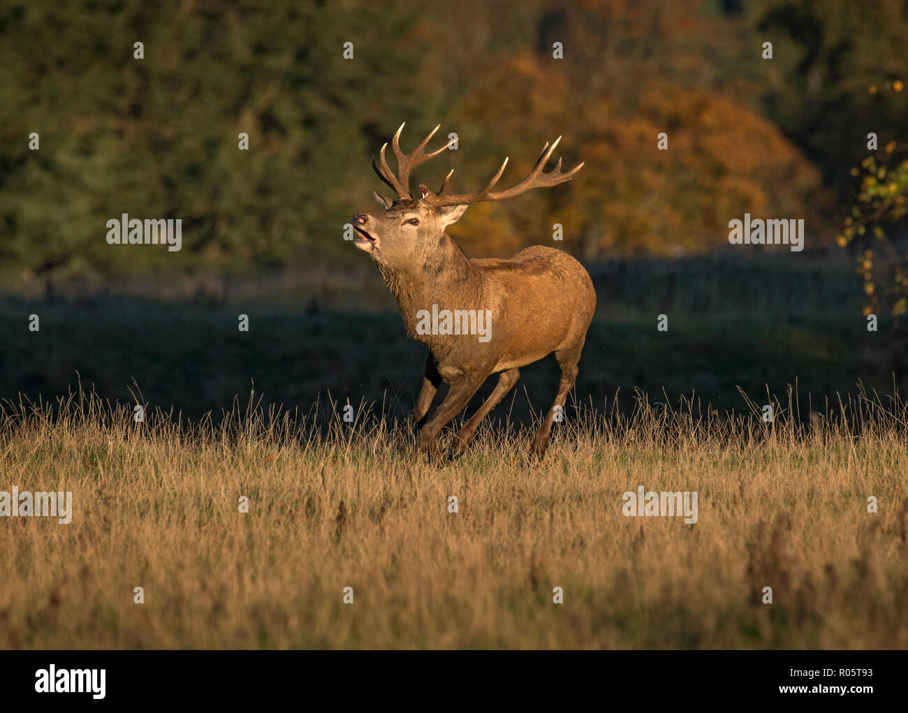 Red Deer Stag, Fountains Abbey, North Yorkshire, Großbritannien Stockfoto