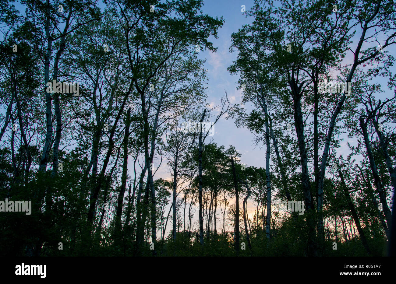 Sonnenuntergang im Wald der Riding Mountain National Park, Manitoba Stockfoto