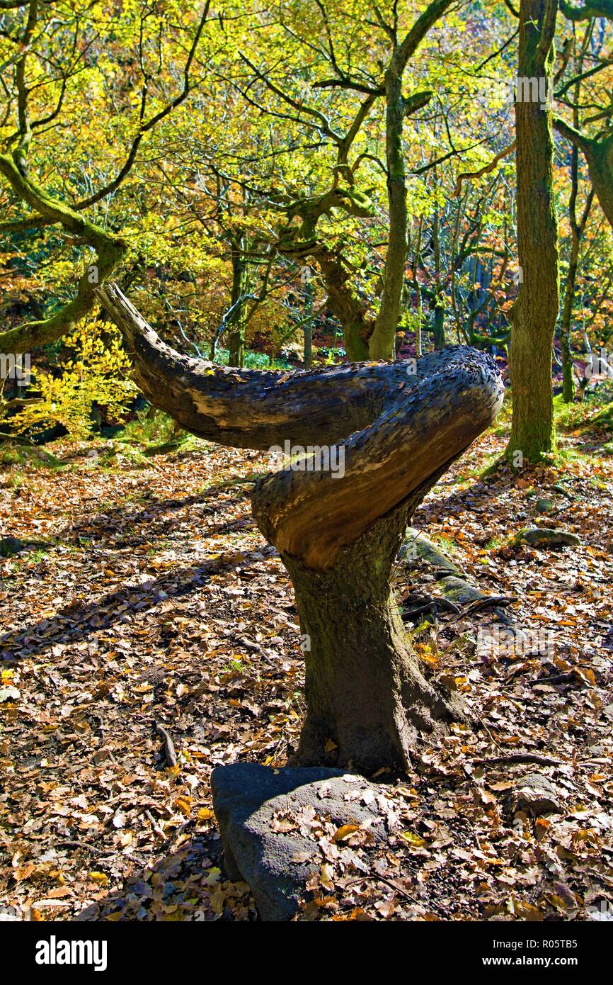 Faszinierende Effekte von Natur, die Schaffung eines Twisted und beschädigte Baumstumpf, auf Halloween Morgen gefangen, in Padley Gorge Holz, Grindleford. Stockfoto