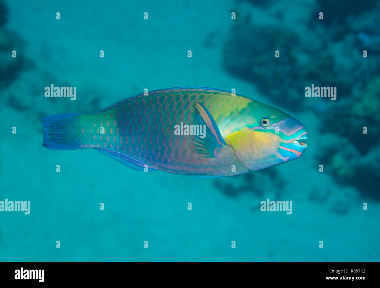 rostige Papageienfisch, Scarus Ferrugineus im Korallenriff, Rotes Meer, Ägypten Stockfoto