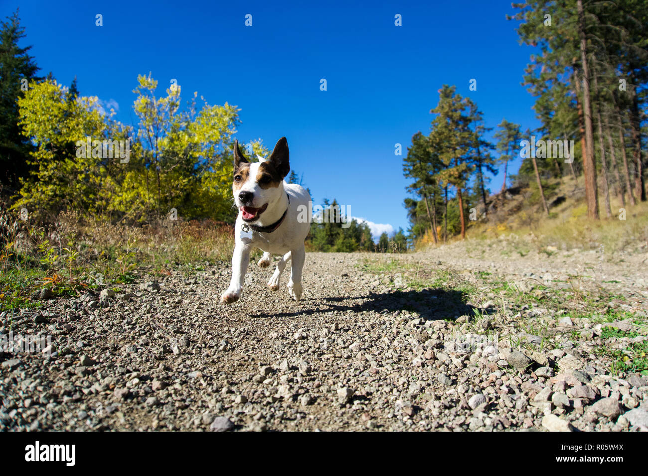 Glücklicher Hund läuft in Richtung Kamera auf einem Trail unter Bäumen an einem sonnigen Tag, scheint zu levitieren mit all ihren Pfoten weg vom Boden. Stockfoto