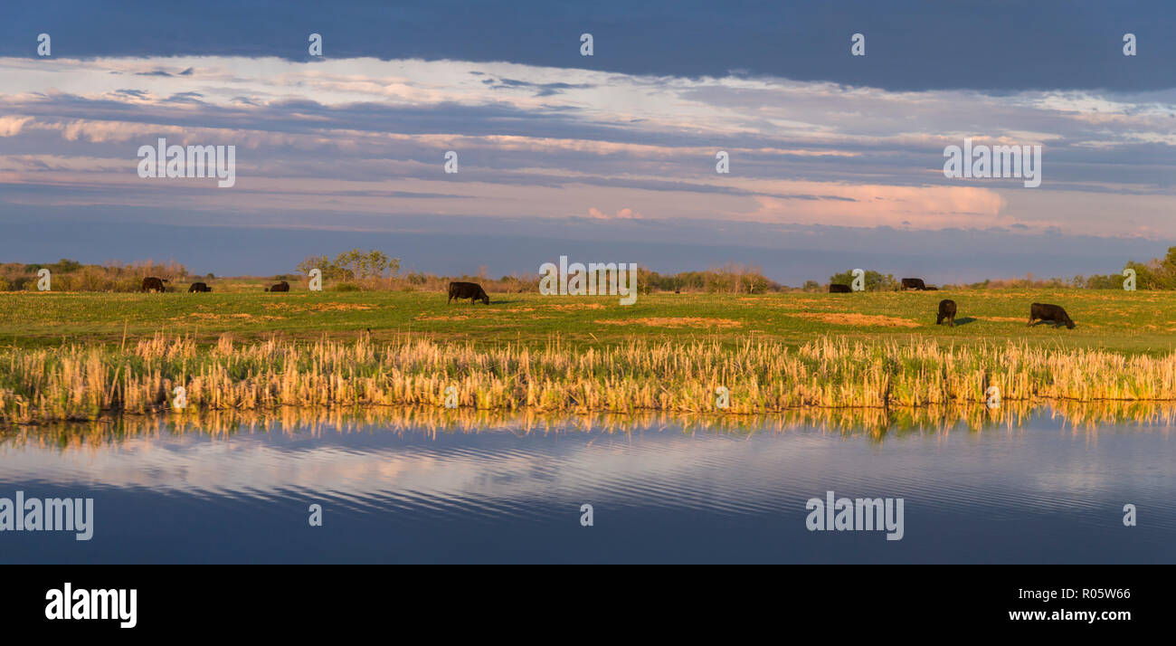 Eine pastorale Sommer Szene von Weidevieh bei Sonnenuntergang in der Landschaft von Manitoba, Kanada Stockfoto