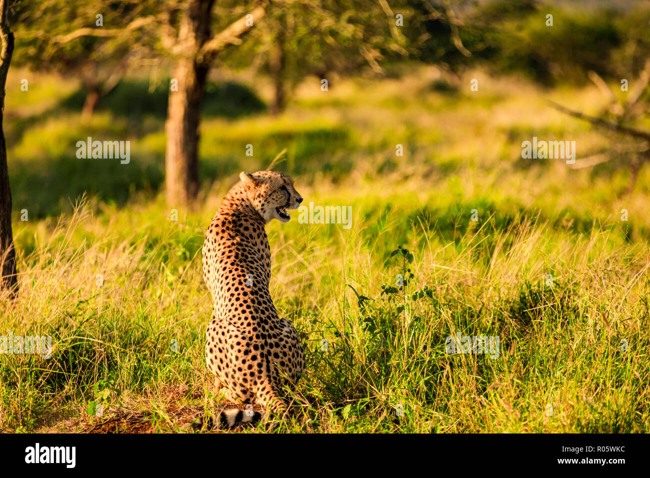 Gepard (Acinonyx jubatus), Zululand, Südafrika, Afrika Stockfoto
