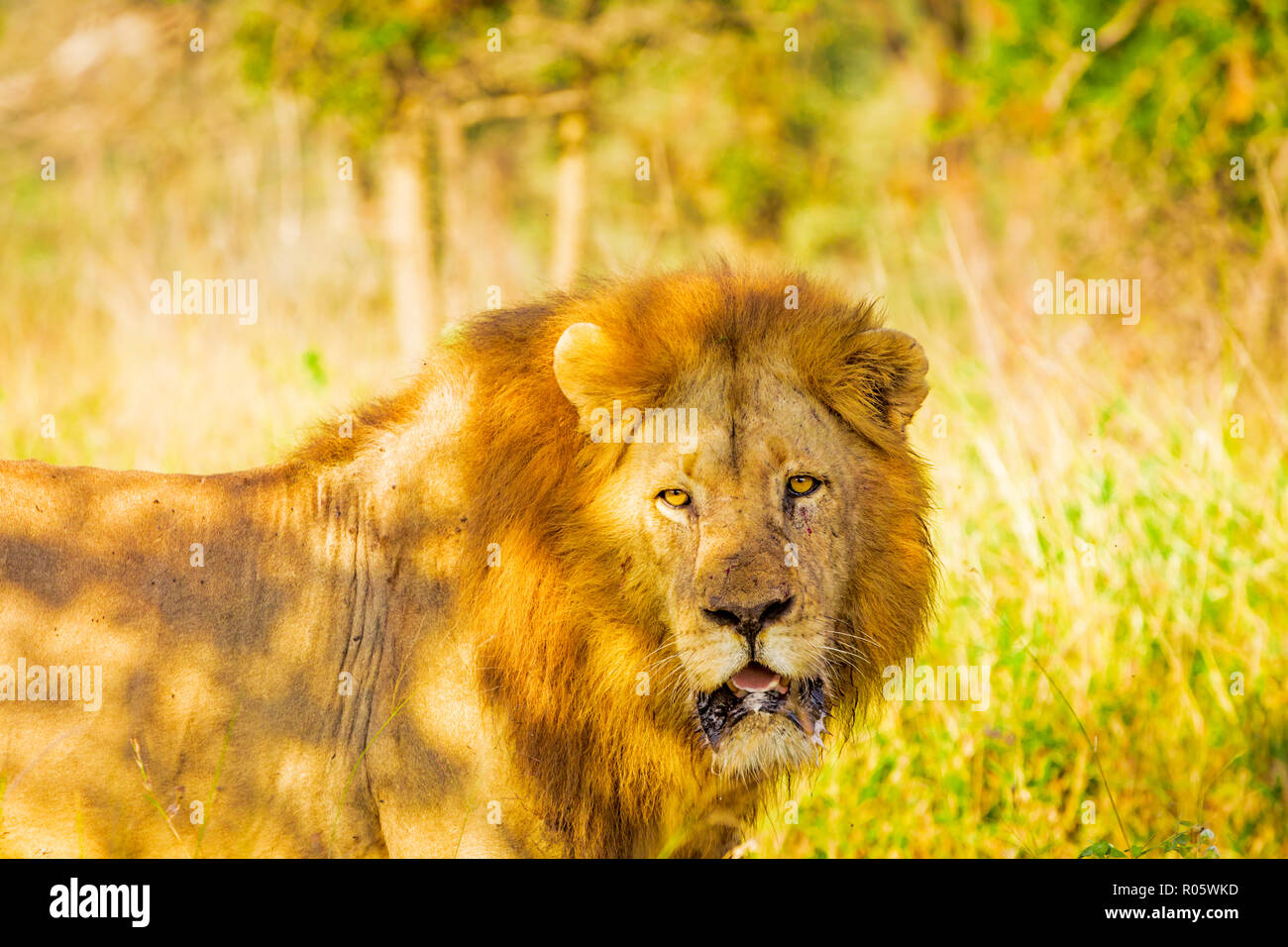 Löwe (Panthera leo), Zululand, Südafrika, Afrika Stockfoto