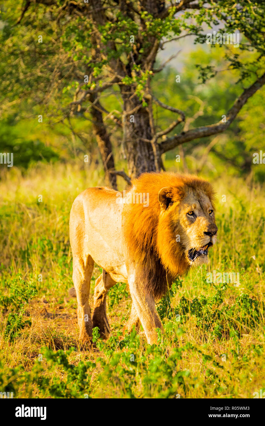 Löwe (Panthera leo), Zululand, Südafrika, Afrika Stockfoto