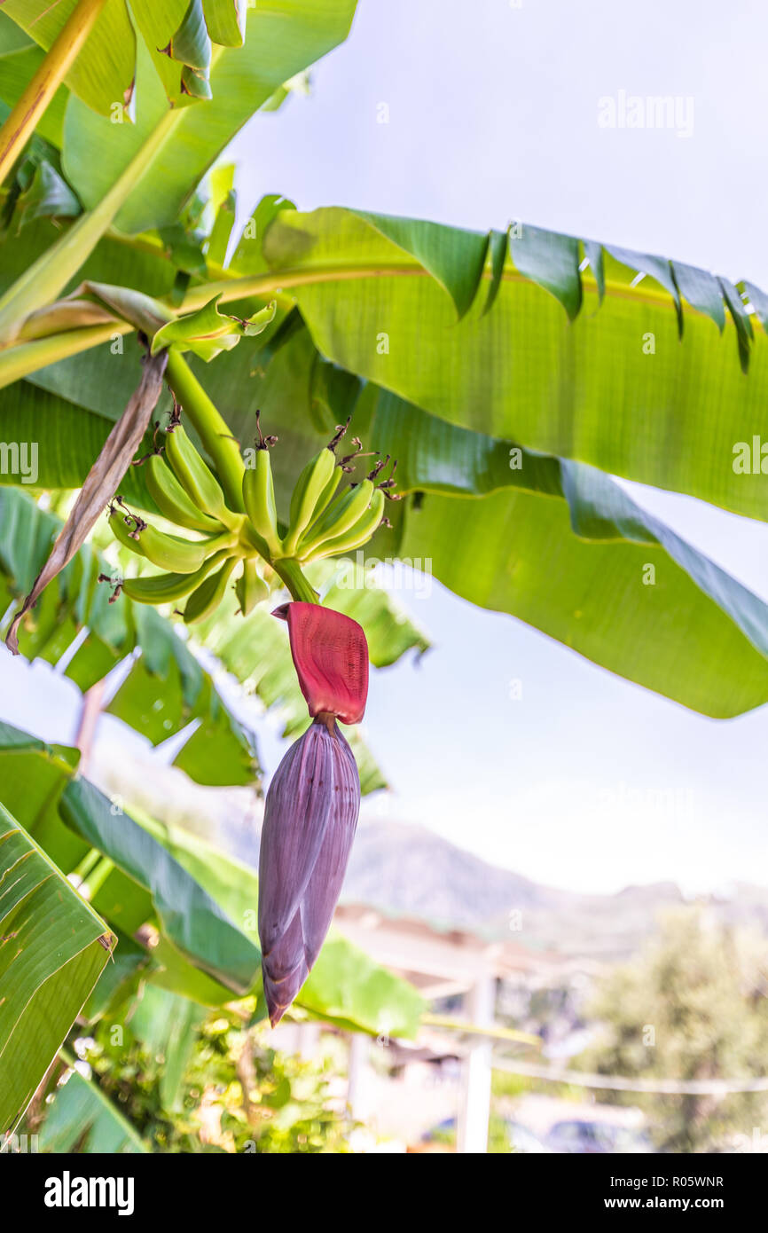 Der bananenbaum Fotos und Bildmaterial in hoher Auflösung Alamy