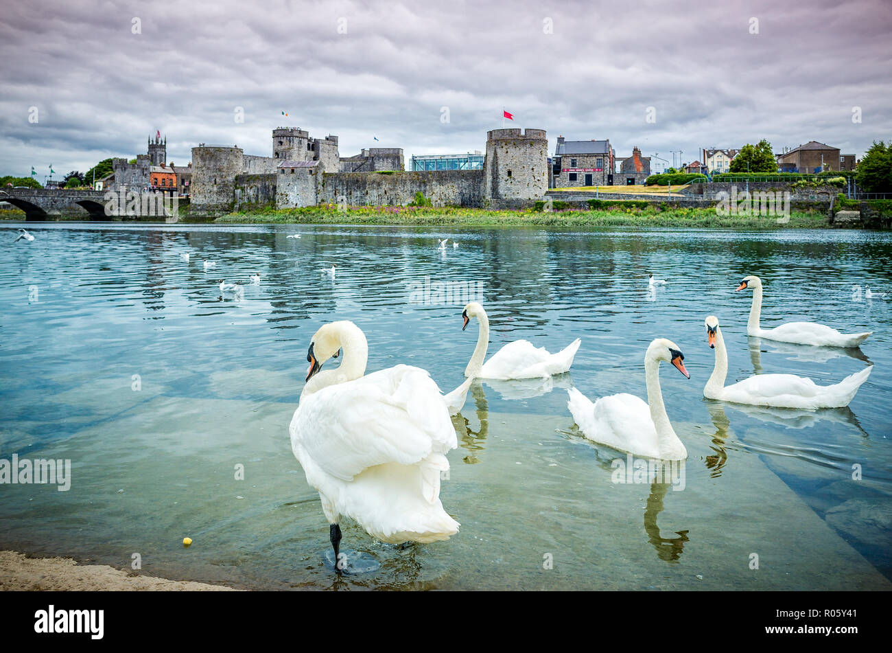 King John's Castle mit vielen Schwäne im Vordergrund, Limerick, Irland, Stockfoto