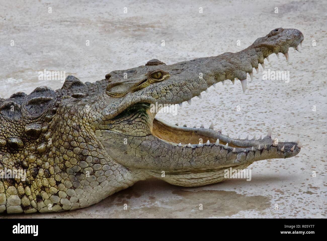 Krokodil (crocodylus acutus) mit seinen Mund offen heraus zu schwitzen, Lager es Krokodil Zähne Stockfoto