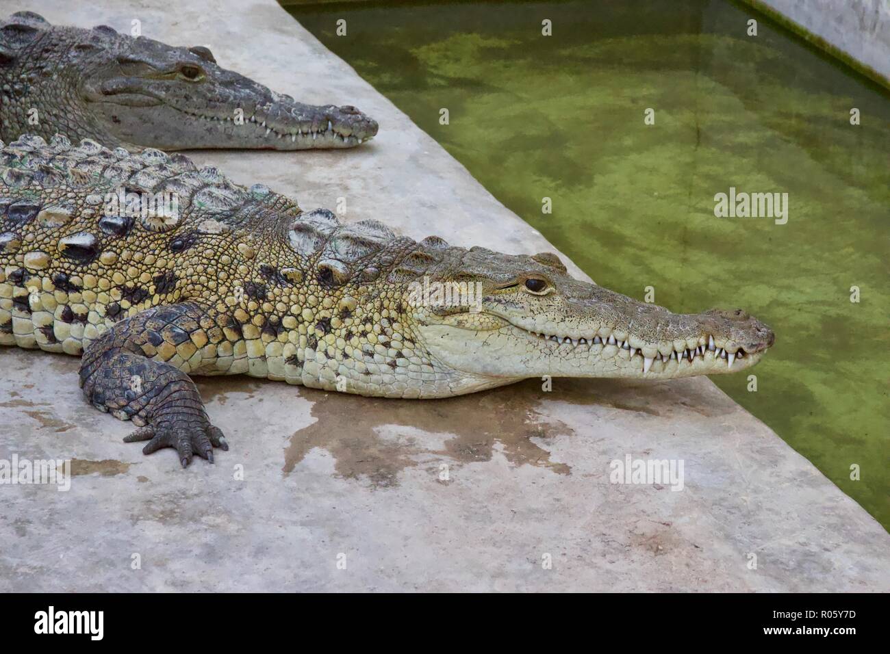 Krokodil (crocodylus acutus) in ein Krokodil Baumschule in Black River, Jamaikas Stockfoto